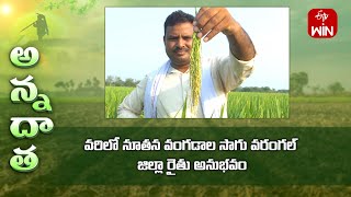 Good results with new paddy varieties by warangal farmer  ETV [upl. by Mehelhteb959]