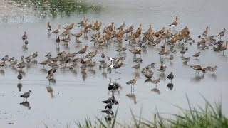 Goldcliff Early July 2018 [upl. by Now517]