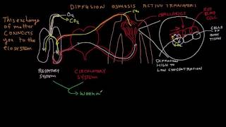 The Body Systems and Homeostasis [upl. by Shererd]