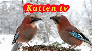 Katten tv 📺 Videos voor katten om vogels te kijken 🐦 [upl. by Dnyletak517]