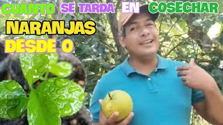 QUÉ TIEMPO SE TARDA EN COSECHAR NARANJAS DESDE SU SIEMBRA [upl. by Dahsra]