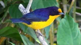 Euphonia violacea  Gaturamoverdadeiro  Violaceous Euphonia [upl. by Barnes]