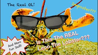 Is This The Real Leon The Lobster [upl. by Oberstone]