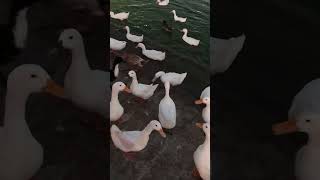 Espire parkfeedingducksawosameweatherviralvideoshortsviralvideodohaqatar🇵🇰🇶🇦 [upl. by Aicelf]