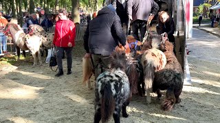 Pferde verladen nach dem  ZUIDLAREN Paardenmarkt in Holland NL 17102023 [upl. by Tratner833]