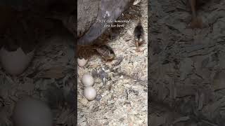 Peachick BABIES farmanimals peacock homesteading [upl. by Alakim]