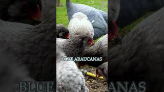 Araucana chickens green eggs chicks crowing rooster plumage colors gallinamapuche araucana [upl. by Arhat838]