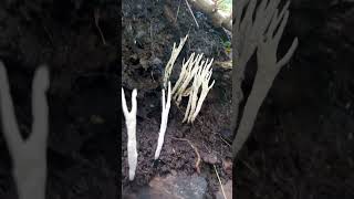 Xylaria hypoxylon fungi mushroom [upl. by Jadda]