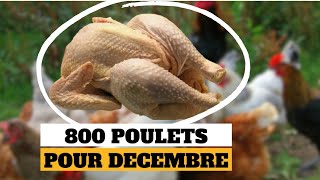 Comment Gagner 1000000 FCFA avec le Poulet en Décembre  Ma méthode [upl. by Corrianne]