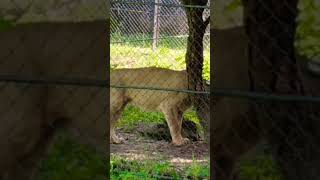 ALIPORE ZOO KOLKATA lion [upl. by Amilas]