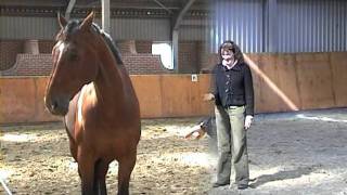 Paul de Blot ervaart systemische paardencoaching bij Caprilli Coaching amp Training [upl. by Ssac]