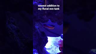 Neon Dottyback  Newest addition to my fluval evo 135 saltwater tank [upl. by Amber580]