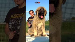 CHAMP Jozo Dog 6 months old dog dogs jozodogs animals bigdog pet pets nature doglover [upl. by Ikairik]