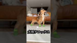 犬用クロックス熱湯に入れたら奇跡が起きた！ [upl. by Adleremse719]