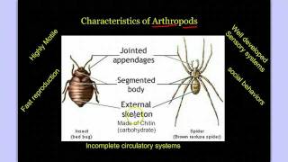 Invertebrate Diversity Part 3 Introduction to Arthropods [upl. by Anirtac784]