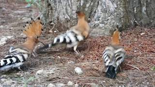 Hoopoes feeding in Mallorca [upl. by Godric]