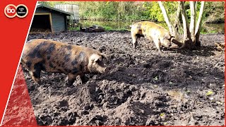 Dubbele gevoelens bij vertrek varkens die horrorplant bestrijden [upl. by Attiuqihc]