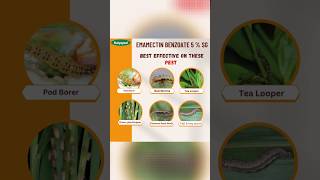 Emamectin benzoate 5SG। insecticide 🌿🌿 [upl. by Dzoba13]