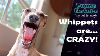 Whippet compilation  Whippet is the new Shibe  Funny Nature [upl. by Gennaro227]