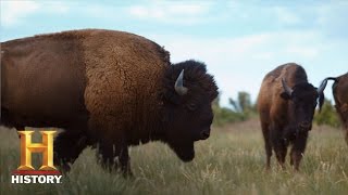 Ranchlands Bison Season Episode 4  History [upl. by Nayab]