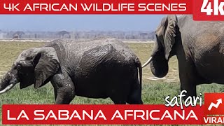 Los Animales Salvajes de Africa en Amboseli Kenya [upl. by Jones]