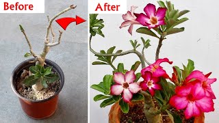 Adenium Plant CARE 101  BEST Soil Mix Fertilizer Light amp Water Requirements [upl. by Lokkin]