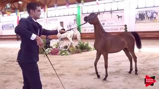 Italian Nationals 2019  Yearling Fillies Championship [upl. by Riha802]