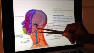 Vascular Anatomy 4 of 4 Lymphatic Drainage  Head and Neck Anatomy 101 [upl. by Euqram]