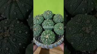 My astrophytum collectioncactus asterias shorts shortvideo [upl. by Lovett884]