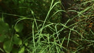 Amazing Native plants Garika Bermuda GrassCynodon dactylon [upl. by Enitram605]