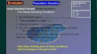 Evolution Part 4B Population Genetics 2 [upl. by Long]