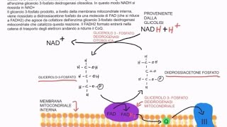 CORSO DI BIOCHIMICA  LEZIONE 20 DI 47  TRASPORTI MITOCONDRIALI  VIA DEI PENTOSO FOSFATI  PARTE 1 [upl. by Ttayw74]