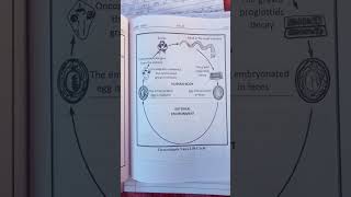 Hymenolepis Nana life cycle DSLab technician youtubeshorts [upl. by Herzen]