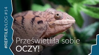 KAMELEON PRZEŚWIETLIŁ SOBIE OKO [upl. by Annaj559]