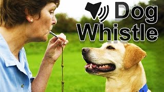 Dog Whistle Sound [upl. by Luca]