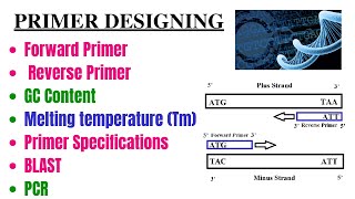 How we can Design Primer Primer Blast Primer Specificity forward and reverse primer GC and Tm [upl. by Llirred]