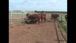 Recognizing Illness in Cattle [upl. by Aitat140]