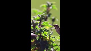 Did You Know Hummingbirds Flap Their Wings Up to 80 Times per Second  Hummingbirds Birds [upl. by Hoover435]