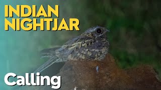 Indian Nightjar  Caprimulgus asiaticus  calling nightjar [upl. by Nevram667]