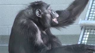 A day in the life of Matata Great Ape Trust bonobo matriarch [upl. by Eahc319]