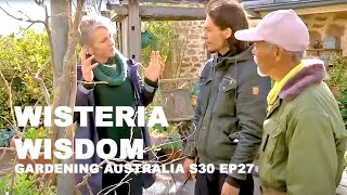 Wisteria Wisdom  Fumio amp Shinya Ueda on Gardening Australia S30 Ep27 [upl. by Christiano86]