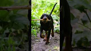 Black and Tan Coonhound Charm 🐾 dogfacts Dogs BlackandTanCoonhound dogbreed [upl. by Vanden]