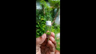 Making a bottle terrarium  How to build a terrarium in a Tiny Glass Bottle terrarium shorts [upl. by Esirtal]