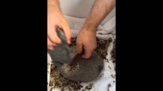 Making Carob Powder Step 1 of 3 [upl. by Atikir588]