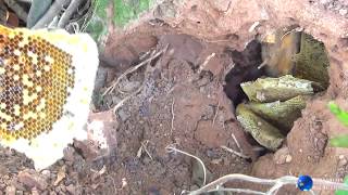 Exciting with underground honeycomb in Laos [upl. by Marcellus]