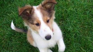 Cute sheltie puppy growing up [upl. by Waneta]