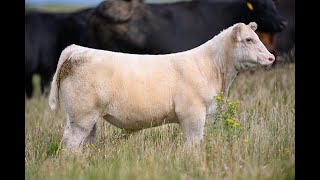 Reimann Pasture Sale 2024  Tag 45 [upl. by Arnst]