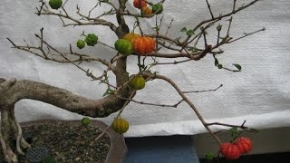 Flowering Surinam Cherry Bonsai Tree eugenia uniflora [upl. by Araek]