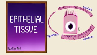 Epithelial Tissue  Epithelial cells  Classification  Histology [upl. by Hedwig609]