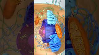 3d animation cell structure😍shorts youtubeshorts cell [upl. by Zoes]